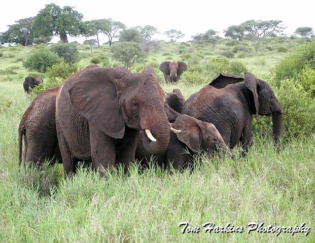 A very protective herd.jpg